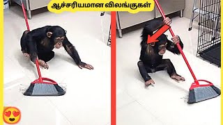 ஆச்சரியமான விலங்குகள் |  Moments Of Animal Genius You Must See | Story Bytes Tamil