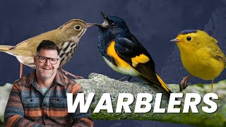 Your ULTIMATE Warbler ID Masterclass! Part 3