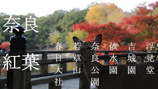 奈良紅葉　春日大社～若草山～手向山八幡宮～東大寺～依水園～吉城園～浮御堂