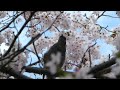 ヒヨドリと満開の桜in目久尻川