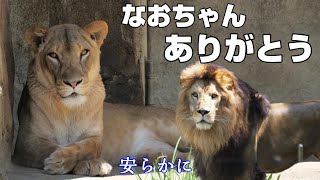 【追悼】なおちゃんありがとう🦁Memories of NAO🌈