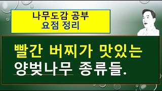 (요점 정리) 양벚나무 vs 신양벚나무의  차이점을 요점 정리하였습니다.