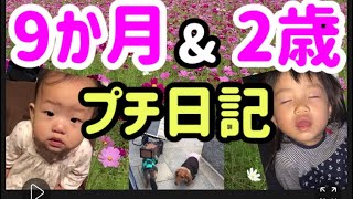 【9ヶ月の赤ちゃんと2歳】赤ちゃん　鬼滅の刃犬　コスモス畑