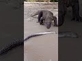 how komodo dragons eat electric eels