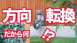 向きを変えてみるハシビロコウ【1月のふたば22】Shoebill FUTABA in January 2019_22