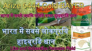 Arize 6444 Gold Bayer Best Hybrid Paddy High Production