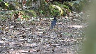 河口湖フィールドセンターのクロツグミ（雄）その８６（4K60P動画）