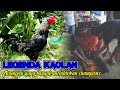 Legenda Ayam Mangon Kaolan Mr Kowsem Go Farm
