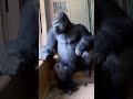 shabani gorilla 〜 東山動物園のシャバーニ 🦍 gorilla गोरिल्ला