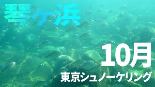 ＃１０琴ヶ浜でシュノーケリング（2016年10月）【東京シュノーケリング】