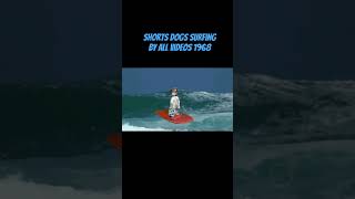 Shorts of #cute dogs surfing