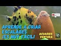 Aprende a criar peces escalares ¡Es muy fácil!