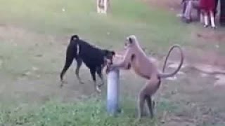 お笑い バイン 犬のサル本当の戦い|| 面白い動物の戦い|| WhatsAppバイラル動画