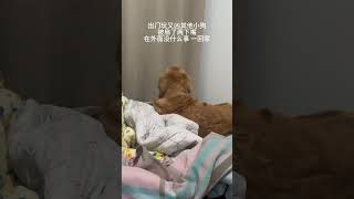 表面上生气 尾巴露馅喽新的一年汪汪汪 狗子能有什么坏心思 动物的迷惑行为