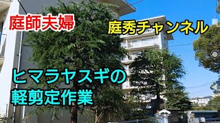 【庭師・夫婦で独立】＃80 ヒマラヤスギの軽剪定作業。