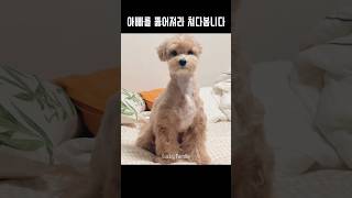 빨리 오라고 손짓하는 강아지 #댕댕이일상