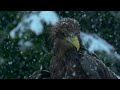 wings of freedom the last wild sea eagle  free documentary nature