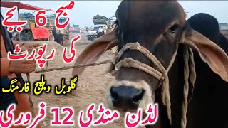 Today Fresh Luddan Mandi Qurbani 2025 | Luddan Mandi Aj Ki Video || Global Village Farming