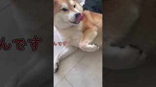 【ギャップ萌】実はツンデレな柴犬くん　#short