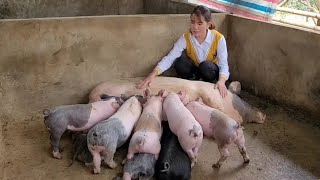 Full Video: The Motherhood Of Sows And Piglets Is Magical.  Worth seeing.  ( Episode 172).