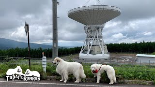 暑くて退屈なので涼しい場所までお出かけしたルンルンとアランです　Great Pyrenees　グレートピレニーズ