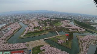 2022.4.26 はこだて五稜郭公園 満開シーズン