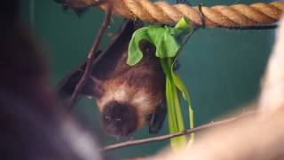 ペロペロ食べる　クビワオオコウモリ　井の頭自然文化園　2020.2.18