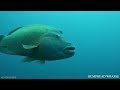 deep sea weird creatures 8k ultra hd – strange animal world