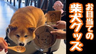 WHATAWON（ワタワン：岸和田）にお目当ての柴犬グッズを買いに行く【ちゃちゃ丸】