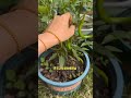 適合陽台盆摘的几種蔬菜several vegetables suitable for balcony basin picking 种菜 园艺 園藝 garden 菜摘 garden