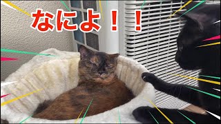 昼寝するサビ猫 ちょっかい出す黒猫