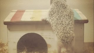 【ハリネズミ】追いかけっこ【hedgehog】