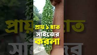 প্রায় ১ হাত সাইজের করলা। করলা চাষ। করলা চাষ পদ্ধতি।