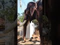 bastin vinayasundhar ✨ velupilly pooram elephants aanakambam gajarajanmar uthsavam festival