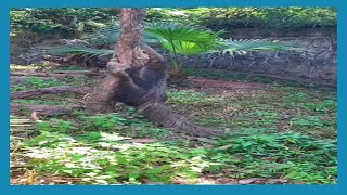 Australian giant anteater, listen to the sound of giant anteater