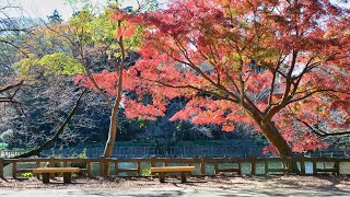 4K 紅葉スポット　東京都　武蔵野市　井の頭恩賜公園 2021年11月25日