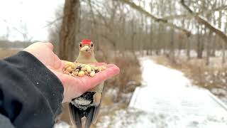 Hand-feeding Birds in Slow Mo - Red-bellied Woodpecker