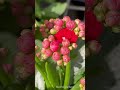 so amazing！ kalanchoe red 长寿花开满江红 长寿花 assorted 什锦花 家乐花 寿星花