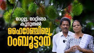 ഹൈറേഞ്ചിലെ റോയൽ റംബൂട്ടാൻ വറൈറ്റികൾ | Rambutan varieties