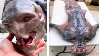 Scientists Finally Found An Alien In Mexico And See What Happened Next...