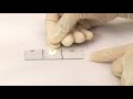 catalase test_