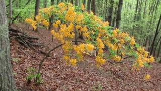 Wild Flame Azalea