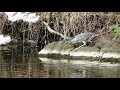 striated heron catching pond fish ササゴイが池の小魚を捕食（野鳥）