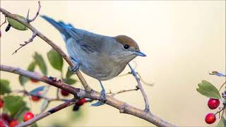 Blackcap Bird Sound Bird Song Bird Call Bird Calling Lissen Birds Chirping Melody