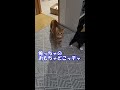 【遊ぶ順番を守る猫】 ボクのおもちゃどこですニャ？ shorts youtubeshort