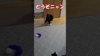 【遊ぶ順番を守る猫】  ボクのおもちゃどこですニャ？  #shorts #YouTubeshort