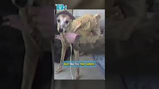 I Can't Believe Alien 3 Made A Real Alien-Dog #shorts