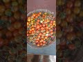 🍅 ஒரிஜினல் நாட்டுத்தக்காளி small tomato in village குட்டி தக்காளி foodie vegetables shorts