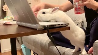 仕事中の飼い主を邪魔しに来るうさぎが可愛すぎる！The rabbit that comes to disturb his parents at work is too cute!【No.144】