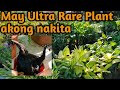 My Golden Chicken fern akong nakita/plant hunting/Tisay Collection